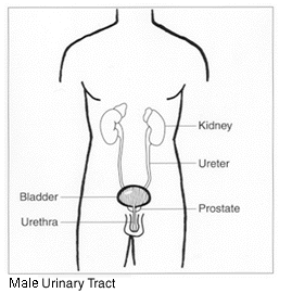 Male Urinatry