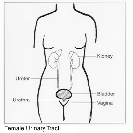 female urinatry